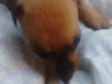 Cachorro ra a  idade Abaixo de 2 meses nome Não tem nome