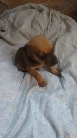 Cachorro ra a  idade Abaixo de 2 meses nome Não tem nome