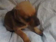 Cachorro ra a  idade Abaixo de 2 meses nome Não tem nome