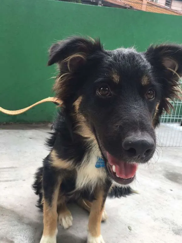 Cachorro ra a SRD idade 1 ano nome FOX