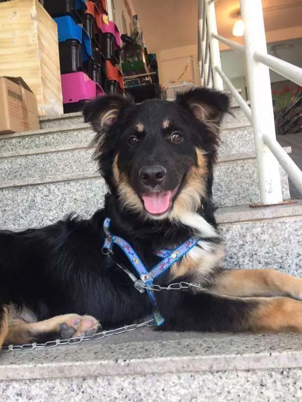 Cachorro ra a SRD idade 1 ano nome FOX