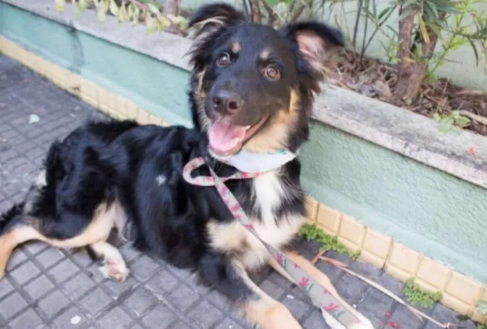 Cachorro ra a SRD idade 1 ano nome FOX
