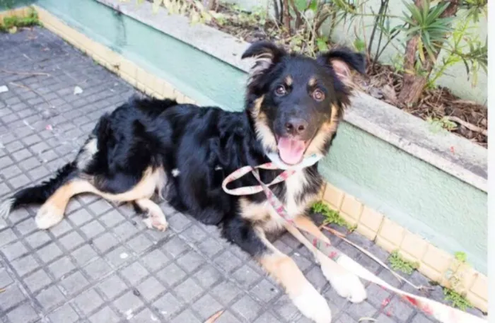 Cachorro ra a SRD idade 1 ano nome FOX