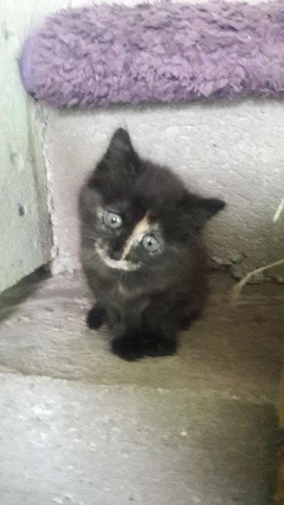 Gato ra a Indefinida idade Abaixo de 2 meses nome Não tem nome