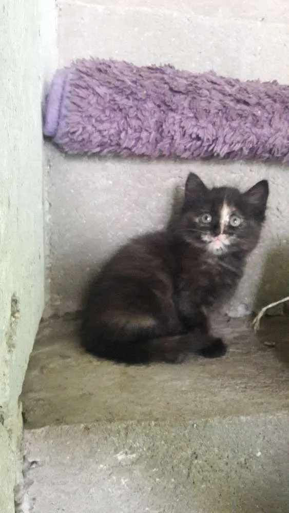 Gato ra a Indefinida idade Abaixo de 2 meses nome Não tem nome