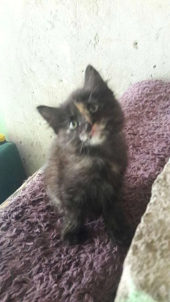 Gato ra a Indefinida idade Abaixo de 2 meses nome Não tem nome