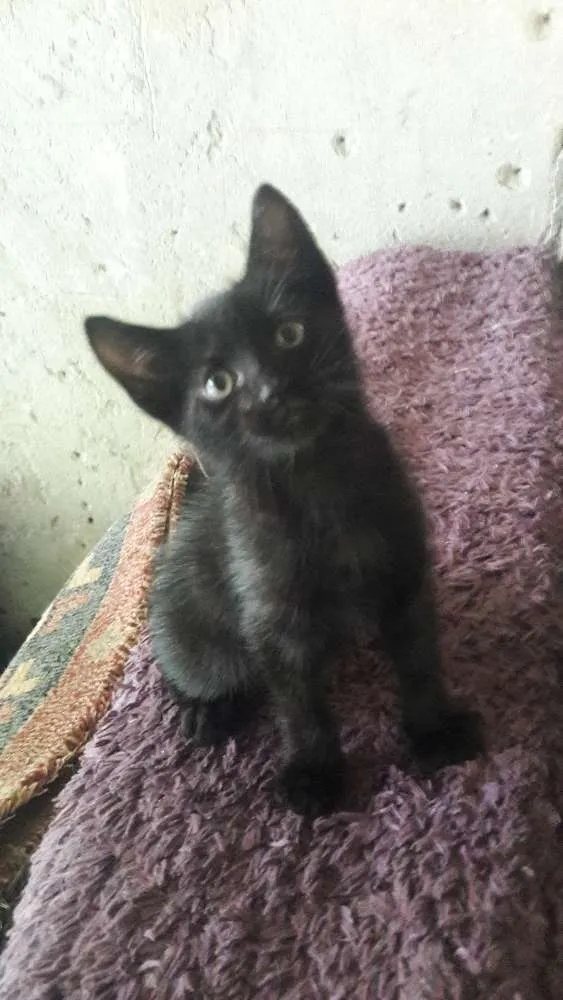 Gato ra a Indefinida idade Abaixo de 2 meses nome Não tem nome