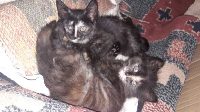 Gato ra a Indefinida idade Abaixo de 2 meses nome Não tem nome