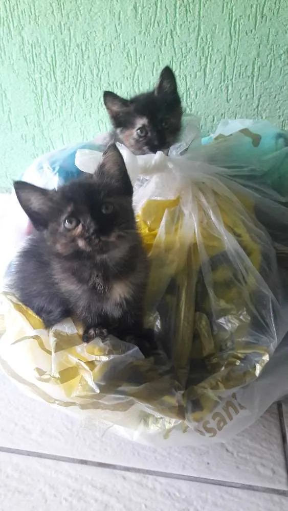 Gato ra a Indefinida idade Abaixo de 2 meses nome Não tem nome