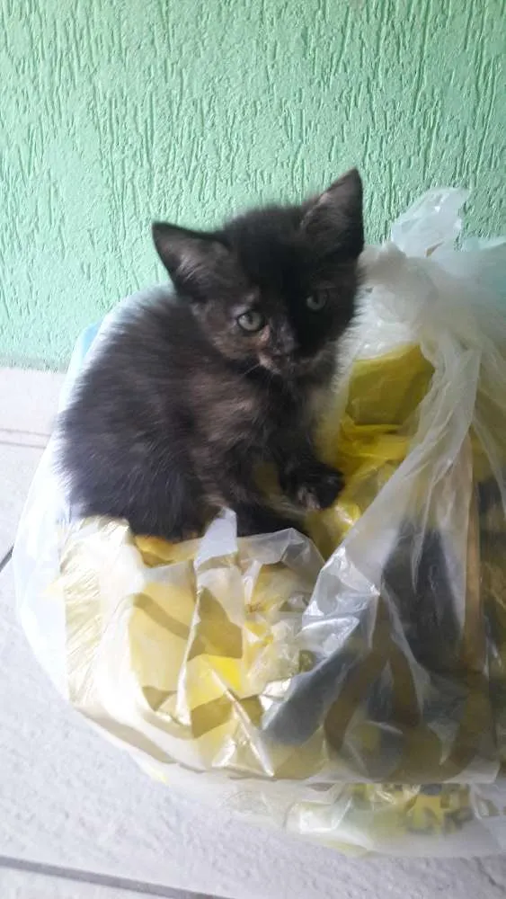 Gato ra a Indefinida idade Abaixo de 2 meses nome Não tem nome