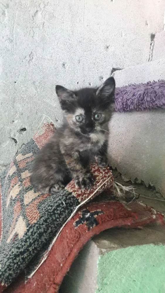 Gato ra a Indefinida idade Abaixo de 2 meses nome Não tem nome