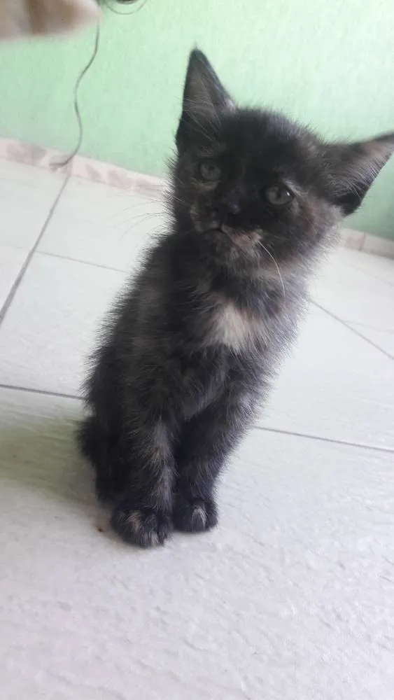 Gato ra a Indefinida idade Abaixo de 2 meses nome Não tem nome