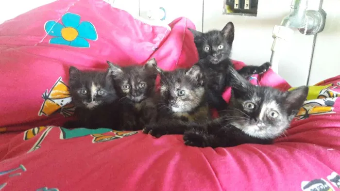 Gato ra a Indefinida idade Abaixo de 2 meses nome Não tem nome
