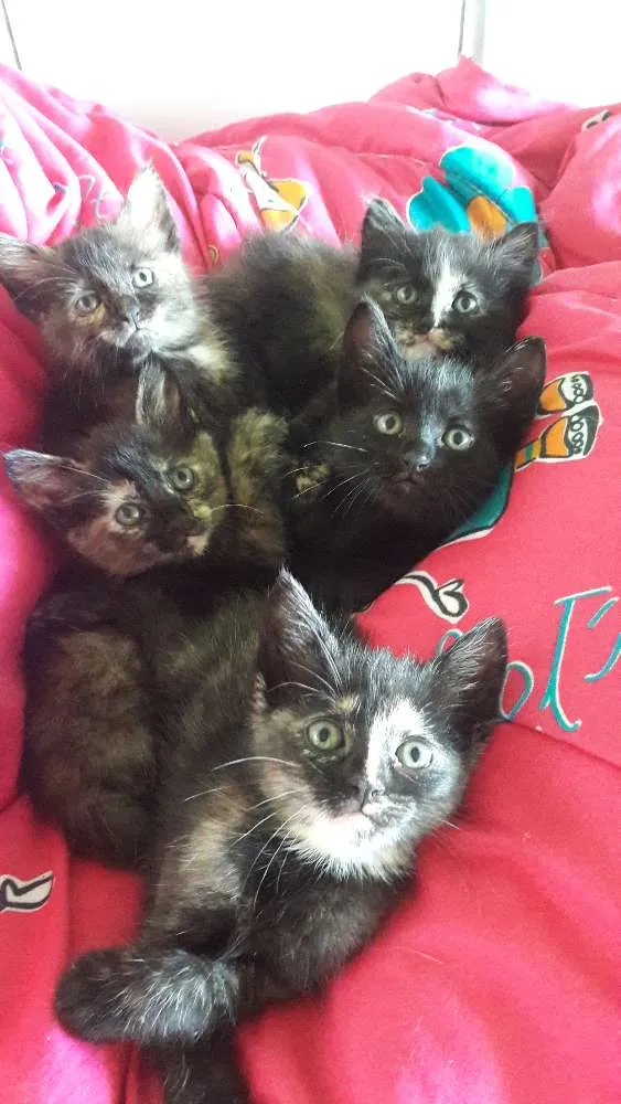 Gato ra a Indefinida idade Abaixo de 2 meses nome Não tem nome