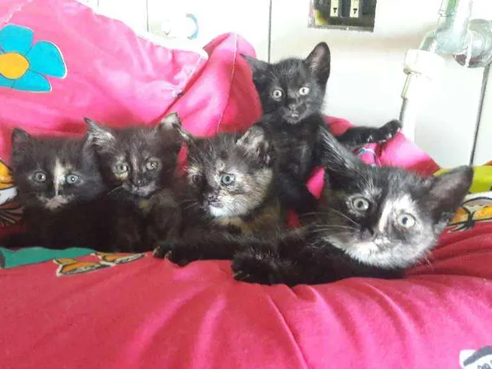 Gato ra a Indefinida idade Abaixo de 2 meses nome Não tem nome