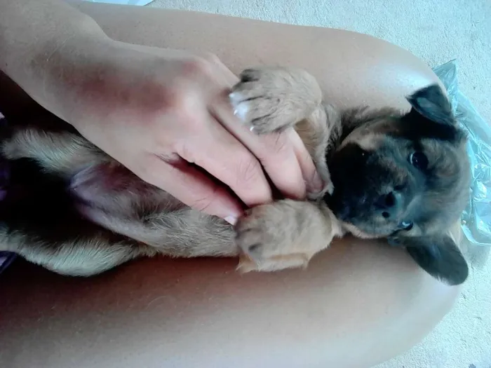 Cachorro raça SRD idade Abaixo de 2 meses nome Filhotes