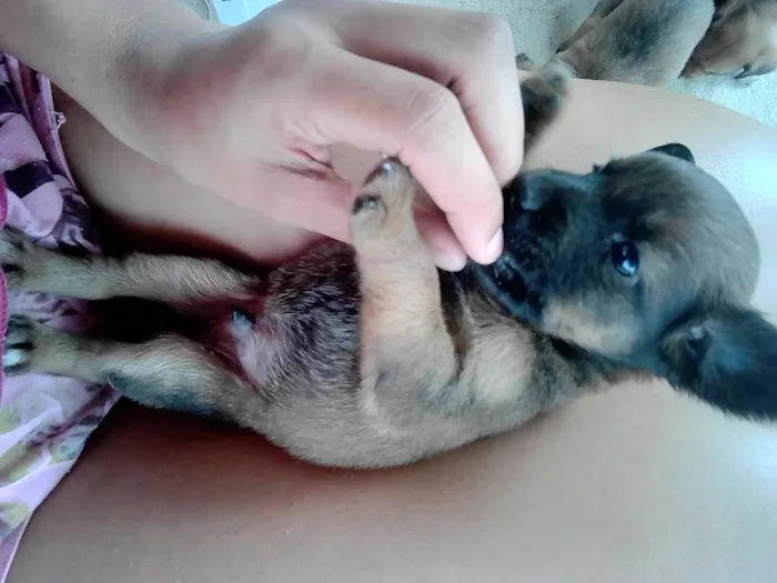 Cachorro raça SRD idade Abaixo de 2 meses nome Filhotes