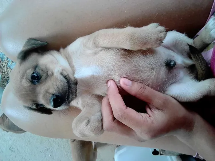 Cachorro raça SRD idade Abaixo de 2 meses nome Filhotes
