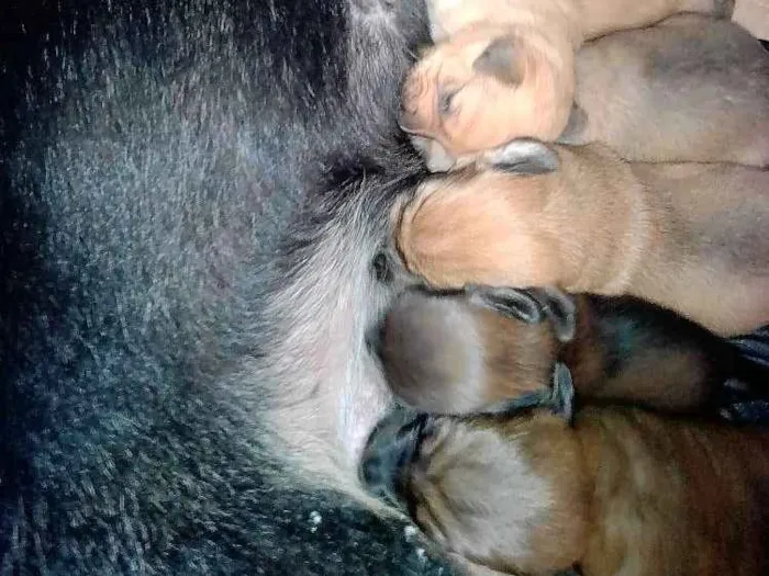 Cachorro raça SRD idade Abaixo de 2 meses nome Filhotes