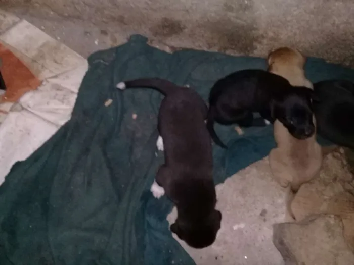 Cachorro ra a vira lata idade 2 a 6 meses nome (não possuem nomes)