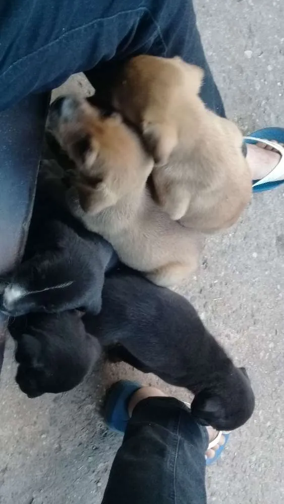 Cachorro ra a vira lata idade 2 a 6 meses nome (não possuem nomes)