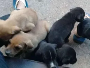 Cachorro raça vira lata idade 2 a 6 meses nome (não possuem nomes)