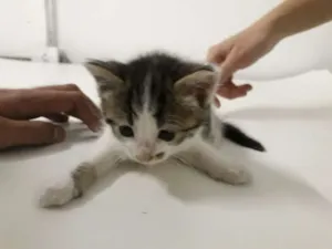 Gato raça SRD idade Abaixo de 2 meses nome Sem nome 