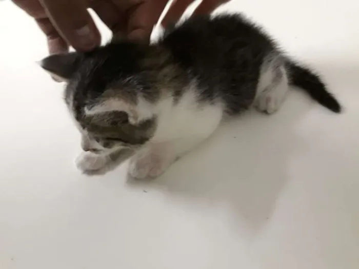 Gato ra a SRD idade Abaixo de 2 meses nome Sem nome 