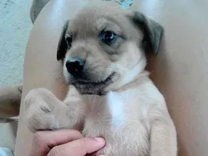Cachorro raça SRD idade Abaixo de 2 meses nome Filhotes