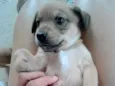 Filhotes