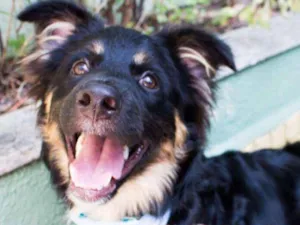 Cachorro raça SRD idade 1 ano nome FOX