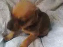 Cachorro ra a  idade Abaixo de 2 meses nome Não tem nome