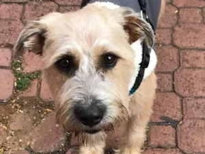 Cachorro raça Srd idade 1 ano nome Zague