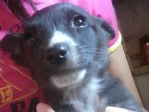 Cachorro raça viralata idade Abaixo de 2 meses nome pingo