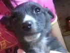 Cachorro raça viralata idade Abaixo de 2 meses nome pingo