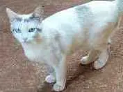 Gato raça  idade  nome L