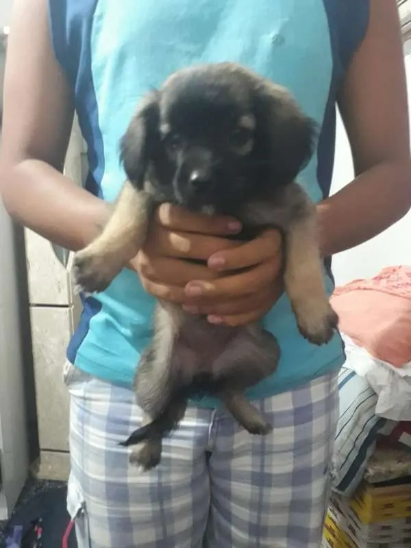 Cachorro ra a Viralatinhas idade Abaixo de 2 meses nome Não tem