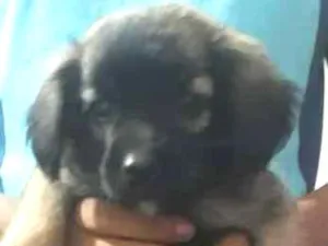 Cachorro raça Viralatinhas idade Abaixo de 2 meses nome Não tem