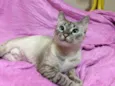 Catarina
