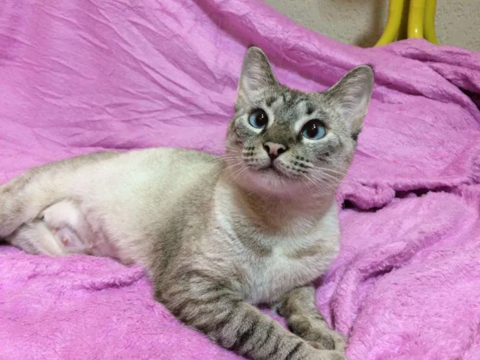 Gato ra a SRD idade 2 a 6 meses nome Catarina