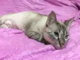 Catarina