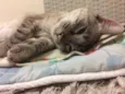 Catarina