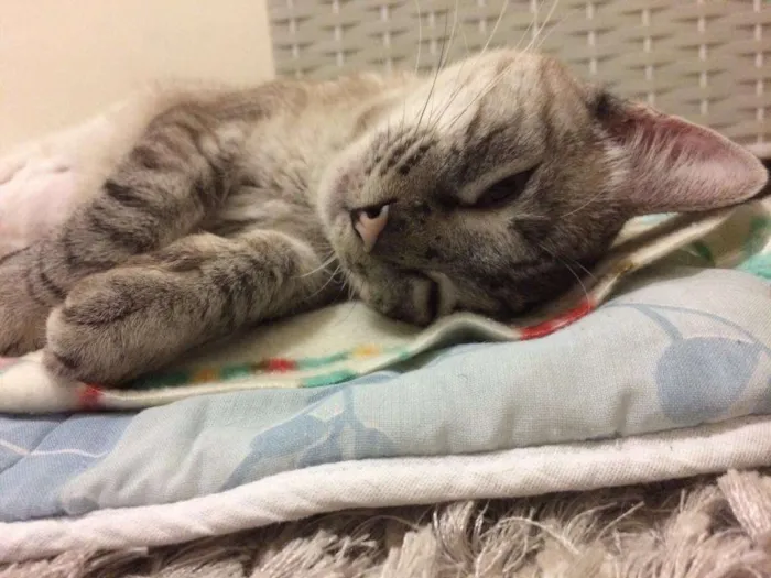Gato ra a SRD idade 2 a 6 meses nome Catarina