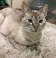 Catarina