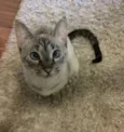 Catarina