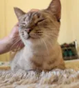 Catarina