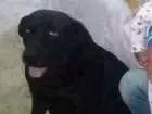 Cachorro raça Labrador  idade 5 anos nome Laila