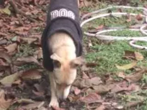 Cachorro raça vira-lata idade  nome Bolt