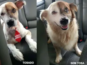 Cachorro raça indefinida idade 6 ou mais anos nome Bart GRATIFICA