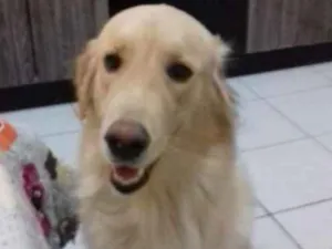 Cachorro raça Golden Retriever idade 1 ano nome Maya